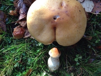 Les ébats chez les champignons
