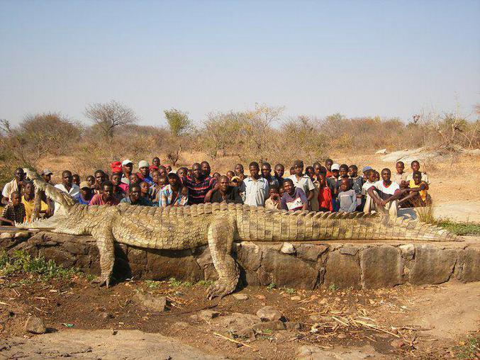 La capture d'un crocodile particulièrement agressif dans le fleuve Zambèze a permis la protection de plusieurs villages le long de la rivière.