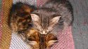 Love cats