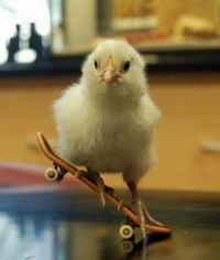 Un poussin fait du skate