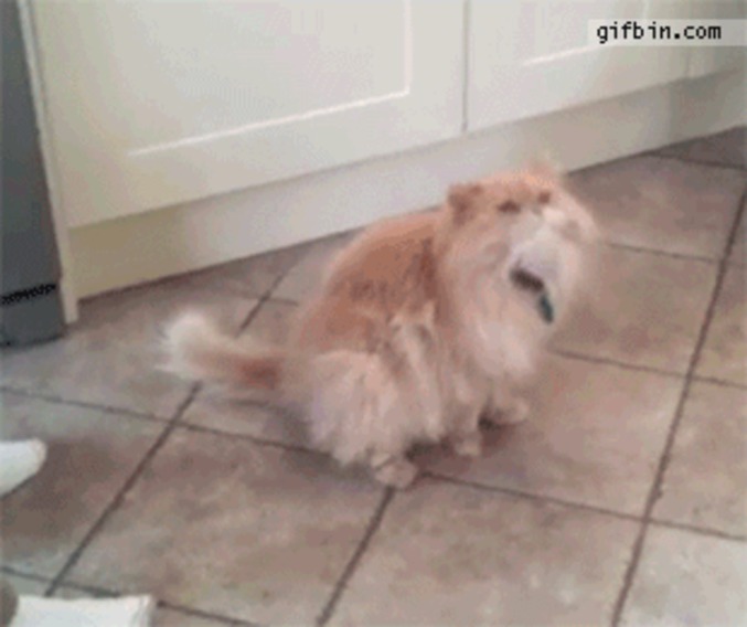 Tac-tic du jambon pour piéger un chat