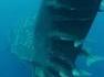 Un requin-baleine