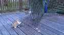 Chaton et paon