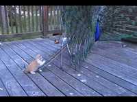 Chaton et paon