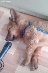 Amplification 2