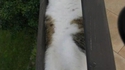 Un chat de gouttière