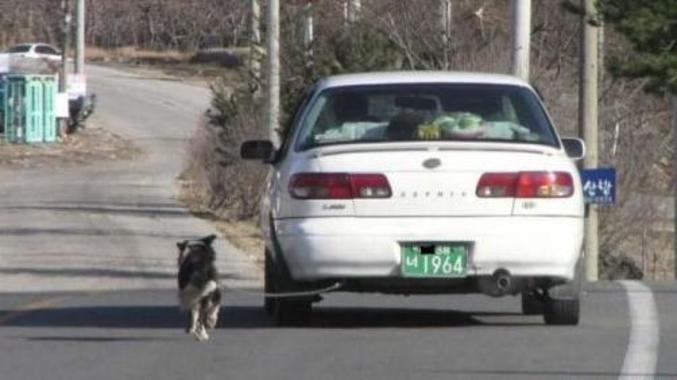 Un abruti de propriétaire de chien accroche son chien à l'arrière de sa voiture..