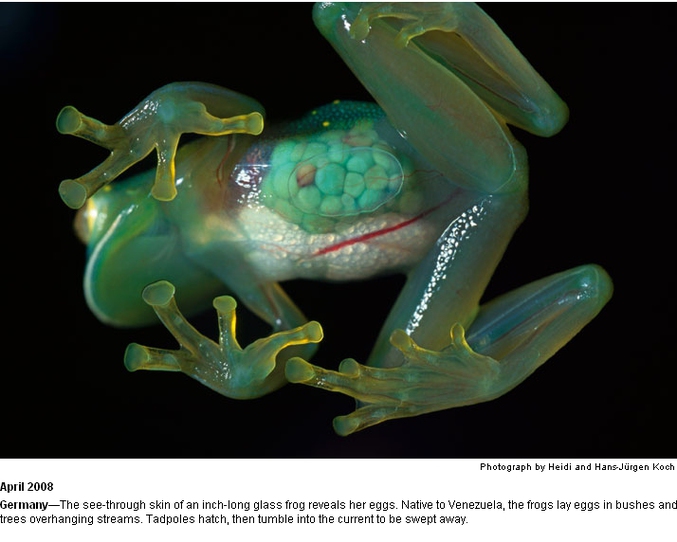 Une grenouille qui n'a rien à cacher.