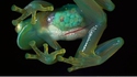 Grenouille transparente