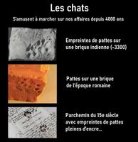 Les chats ont laissé des traces 