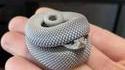 serpent timide
