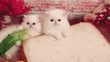 Miam, miam, un bon sandwich aux fdp !