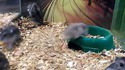 Ce hamster a quelque chose qui déraille ... 