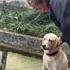 Compilation chien 