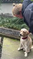 Compilation chien 