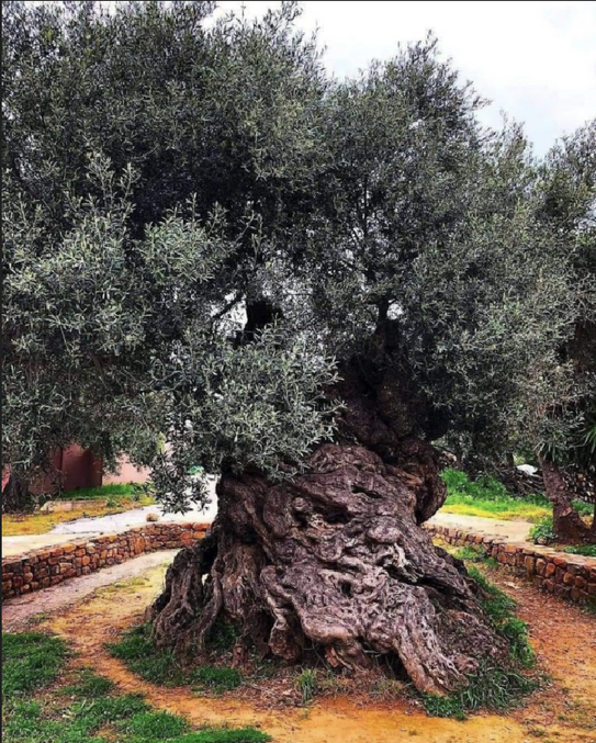 L'olivier de Vouves, en Crète.
Cet arbre, qui a un tronc de presque 5 mètres de diamètre, a au moins 2 000 ans, et probablement  2900 ans, d'après le cimetière trouvé à proximité. Cet arbre a probablement vécu l'écriture de l'Iliade, l'âge d'or d'Athènes, la montée de l'Empire romain et la naissance du Christ, puis a vécu pendant 2 000 ans par la suite. Il produit toujours des olives !