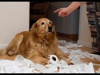 Culpablité canine