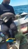 Bébé dauphin