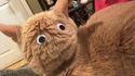 Quand ton chat te tourne le dos