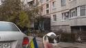 Chat russe subissant une riposte ukrainienne