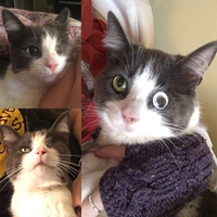 chirurgie de fortune 