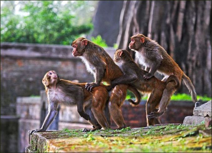 Des singes tentent de nouvelles expériences.