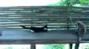 Un singe trolle un chat