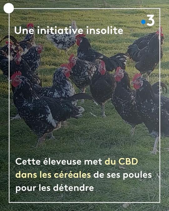 https://france3-regions.francetvinfo.fr/normandie/eure/insolite-cette-eleveuse-met-du-cbd-dans-les-cereales-de-ses-poules-pour-les-detendre-3046351.html