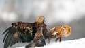 Un aigle s'attaque à un renard