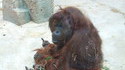 Fuck le Zoo