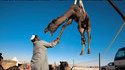 Dromadaire volant