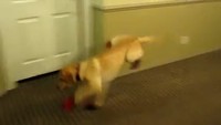 Chien en chaussures