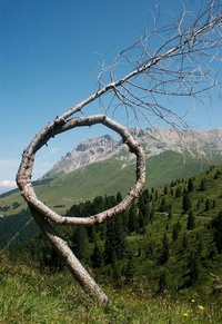 Arbre tordu