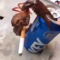 Vices de crabe