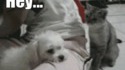 Comme chat et chien 15