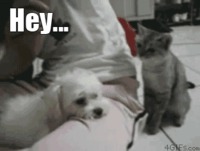 Comme chat et chien 15