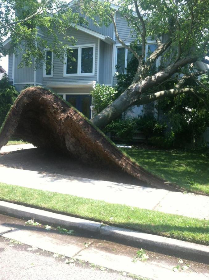 Et d'un arbre.