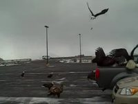 Il y a ceux qui ont des pigeons