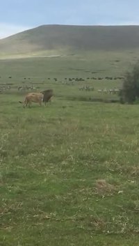 Le roi des animaux inspecte son royaume