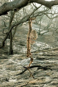 Un cerf coincé dans un incendie de forêt
