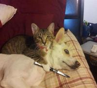 L'amitié chat / chien