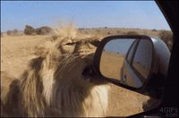 Les entretiens du lion