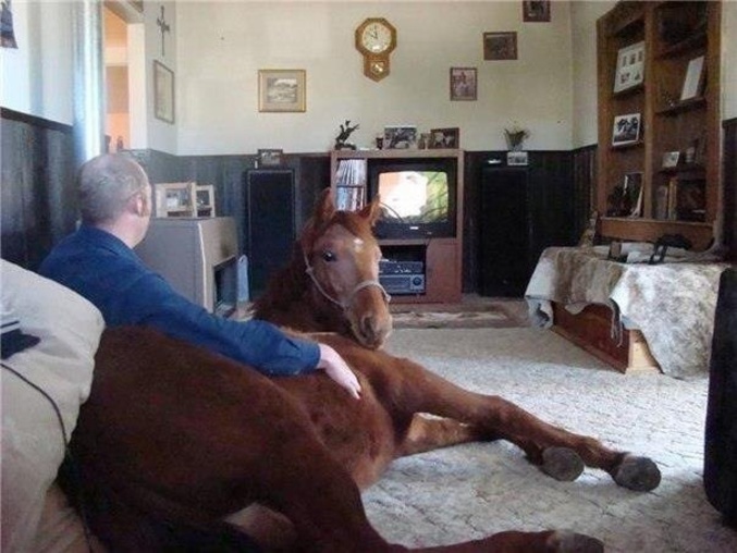 Un homme et son cheval regardent la télé.