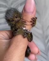 Bébé Chewbacca 