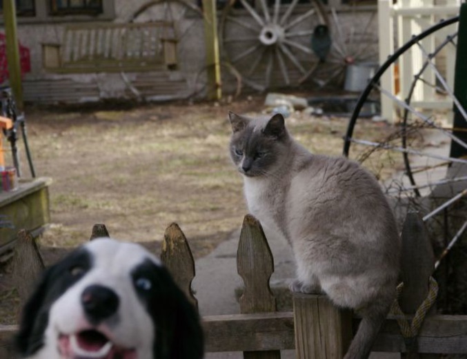 Qu'il est con ce chien...