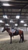 Que pense le cheval ?