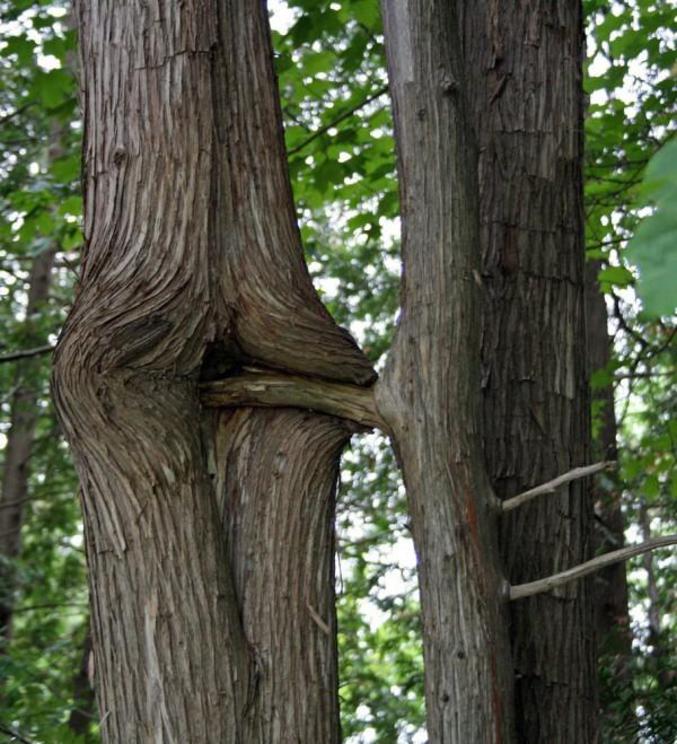 Des arbres dont la forme des branches peut laisser envisager une relation particulière.
