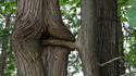 Arbres en action