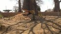 comment couper un baobab?