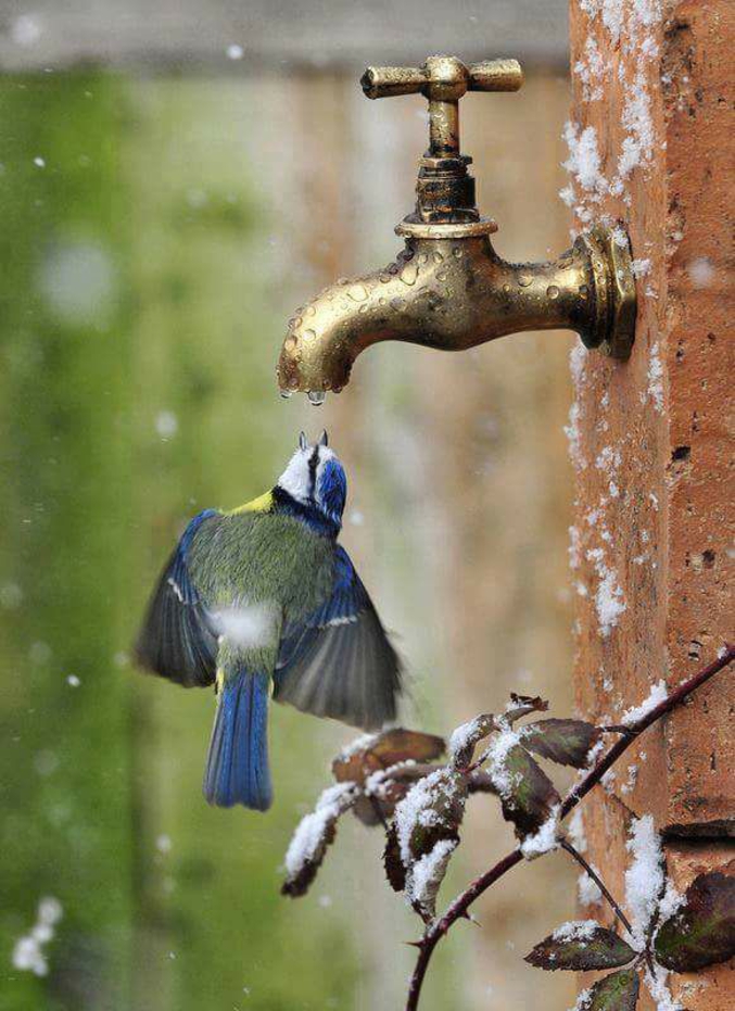 Une mésange bleue se désaltérant à un robinet.
(Photo de Micaël Elie Ognibene et Dominique Louineau)